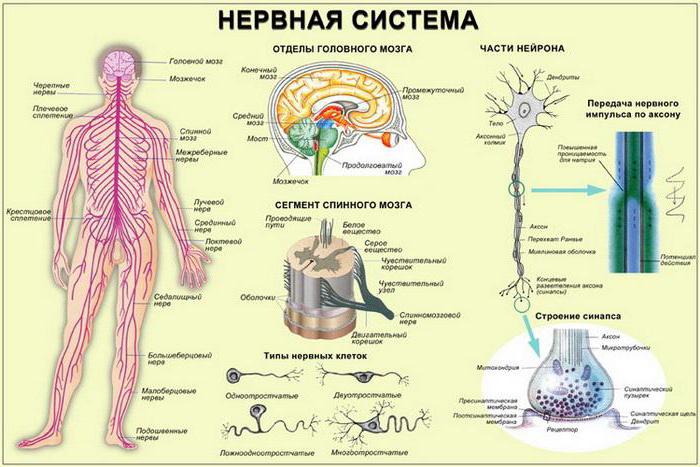 processi delle cellule nervose