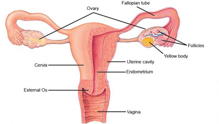 imaging pelvico a risonanza magnetica