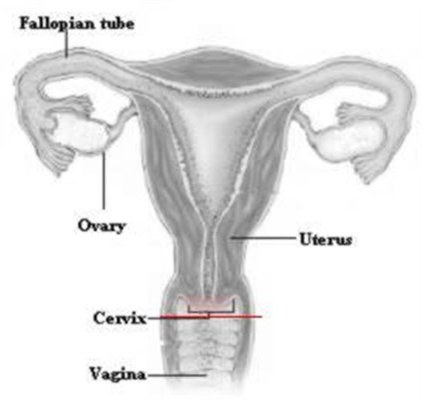 mr di preparazione e costo degli organi pelvici