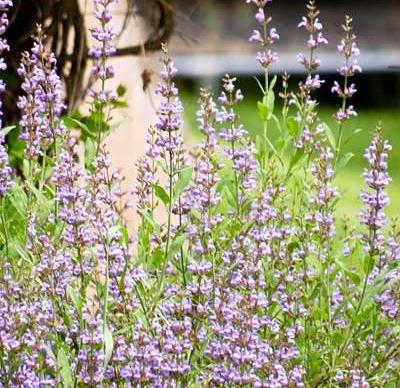 proprietà utili di salvia