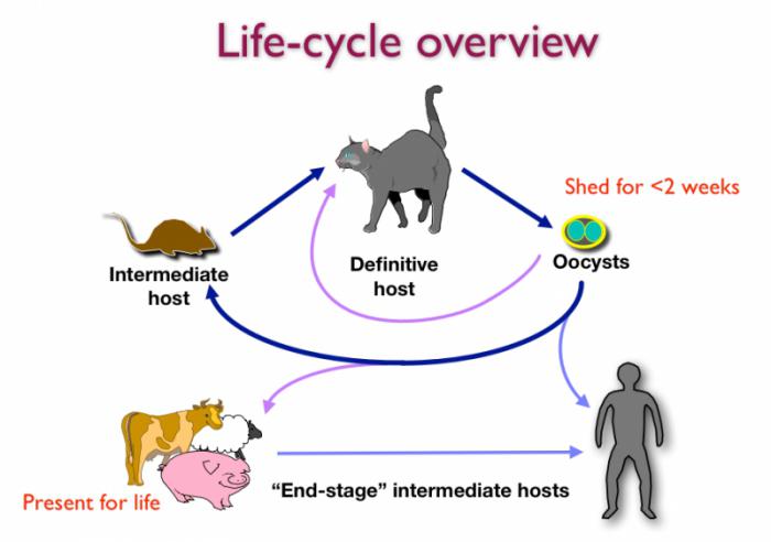 come viene trasmessa la toxoplasmosi