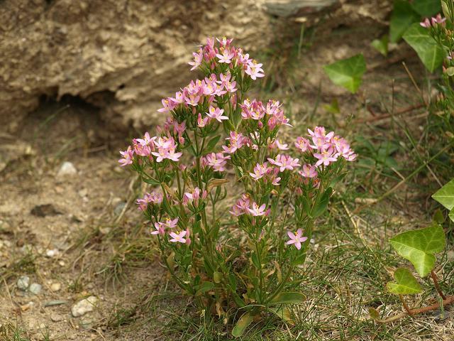 Centaury proprietà medicinali